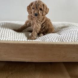 Bernedoodle, Goldendoodle, and Poodle Puppies from Central Valley Canine Companions