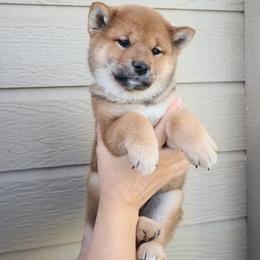 Ginger - Red female Shiba Inu puppy in Napa, California from Shinin Shibas