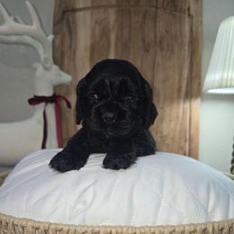 Toby - Black male Cocker Spaniel puppy in Corcoran, California from Sweet Heart Cockers