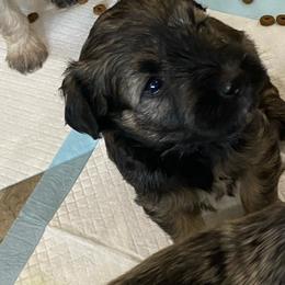 Flint - Black and silver male Miniature Schnauzer puppy in Lebanon, Oregon from LJ Mini Schnauzers