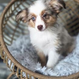 Kat - Red merle female Toy Australian Shepherd puppy in Killen, Alabama from Wilkers Wholehearted Mini Aussies