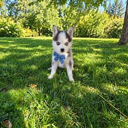 Nekai - Gray and white male Pomsky puppy in Hesperia, California from My Pomsky Palace