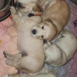 Golden Retriever Puppies from Stellar Acres Golden Retrievers