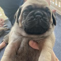 Pugs from Immaculate Pugs