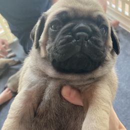 Pugs from Immaculate Pugs