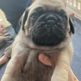 Pugs from Immaculate Pugs
