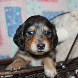 Girl 2 - Blue and tan female Dachshund puppy in Craig, Colorado from Rocky Mountain Shih Tzus and Dry Creek Miniature Dachshunds