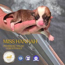 Miss Hannah - Red female Pembroke Welsh Corgi puppy in Fortine, Montana from North Star Pembroke Welsh Corgi's