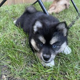Pomsky Puppies from Blue Sky Pomsky