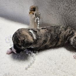 Girl 3 - White and fawn brindle female Whippet puppy in Kalamazoo, Michigan from Clarriott Whippets & Cavapoos