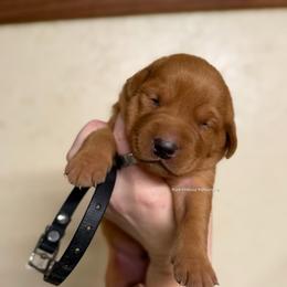 Black - Yellow male Labrador Retriever puppy in Gillete, Wyoming from Red Prairie Retrievers