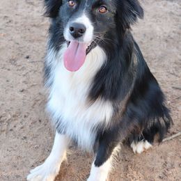 Stormy - Miniature Australian Shepherd