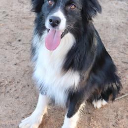 Stormy - Miniature Australian Shepherd