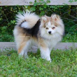 Forbes - Pomsky