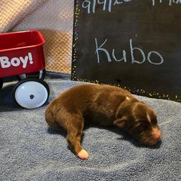 Kubo - Red tri-color male Miniature American Shepherd puppy in Vancouver, Washington from BonDrew's Miniature American Shepherds