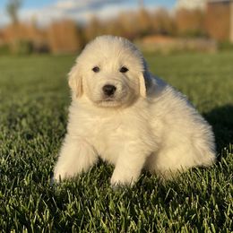 Boy 1 - White and badger male Great Pyrenees puppy in Cedar City, Utah from Forestwood Farms Great Pyrenees