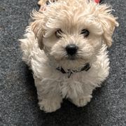 Boy 2 - Bolognese puppy from Sweet Angels Bolognese