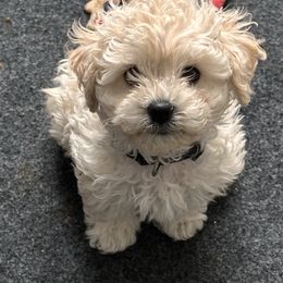 Boy 2 - Bolognese puppy from Sweet Angels Bolognese