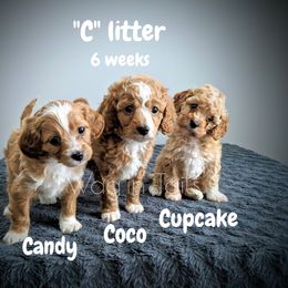 Bernedoodle and Cavapoo Puppies from Wag'in Tails