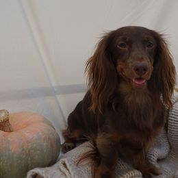 Diesel - Dachshund