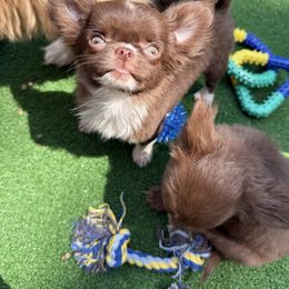 Olena - Chocolate and white female Chihuahua puppy in Brooklyn, New York from Cuties 4 You