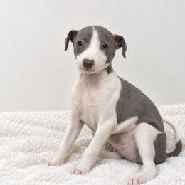 Quincy - White and blue male Italian Greyhound puppy in Lakeland, Florida from Elite Doxies Florida