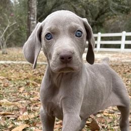 Weimaraners from Burdette Weims
