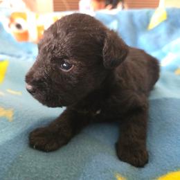 Boy one - Black male Miniature Schnauzer puppy in Titusville, Florida from Alysha's Grandbabies