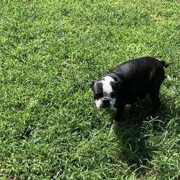 Dellah - Boston Terrier