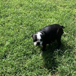 Dellah - Boston Terrier