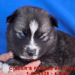 CINDER'S FEMALE 5 - Black and white female Siberian Husky puppy in Manilla, Iowa from Bruck's Siberian Huskies