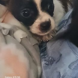 Teddy bear - Black and white male Chihuahua puppy in Dover, Arkansas from Blue Chihuahuas of Arkansas