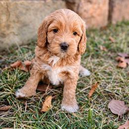 Penny - Parti female Goldendoodle puppy in Columbia, South Carolina from Glittering Grace Goldendoodles