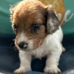Lane - Dapple male Dachshund puppy in Myrtle, Mississippi from Mel’s Pups