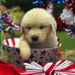 Golden Retriever Puppies from K & M Golden Retrievers