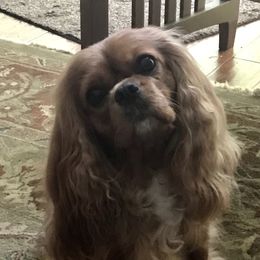 Skeeter - Cavalier King Charles Spaniel