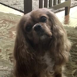 Skeeter - Cavalier King Charles Spaniel