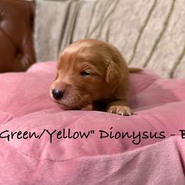 Dionysus - Dark golden male Golden Retriever puppy in Weston, Missouri from Love is Golden