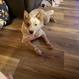 Selways Left Hook Legend - Red mottled male Australian Cattle Dog puppy in Kamiah, Idaho from Selway Australian Cattle Dogs