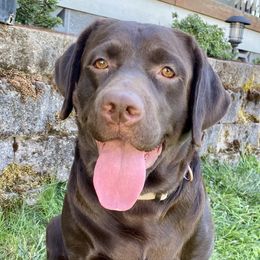 Morsel - Labrador Retriever