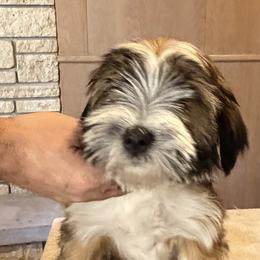 Larry - Sable and white male Tibetan Terrier puppy in Sioux City, Iowa from Gemms Affenpinschers, Barbets and Tibetan Terriers