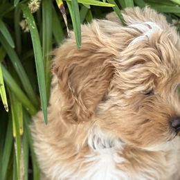 Cavapoos, Havanese, Havapoos, and Poodles from West Cobb Dogs