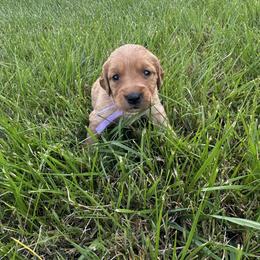 Girl 4 - female Golden Retriever puppy in Bristol, Tennessee from The Dogstead