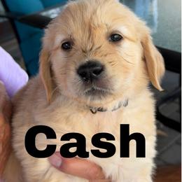 George - Golden male Golden Retriever puppy in Peoria, Arizona from Westwing Retrievers