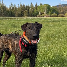 Yuma - Heideterrier
