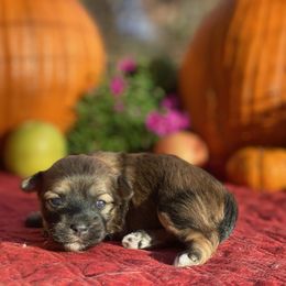 Havanese Puppies from Tye River Havanese