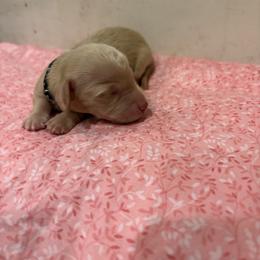 Knox - Cream male Dachshund puppy in Marshfield, Missouri from Hilltop Kennel LLC