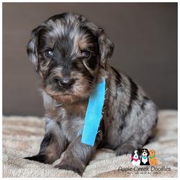SKYE - Apple Creek Doodles - Established in 2004. Check out our site. - Merle female Goldendoodle puppy in Jeddo, Michigan from Apple Creek Doodles