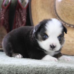 Lincoln - Black tri male Miniature Australian Shepherd puppy in Quapaw, Oklahoma from Rocky Hill Aussies