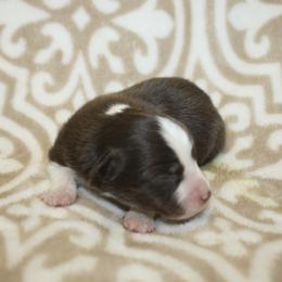 Rain - Red tri female Toy Australian Shepherd puppy in Licking, Missouri from Burnett Aussies